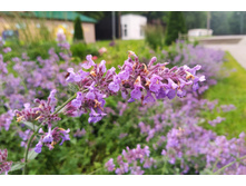 IMG 20230630 203011.jpg