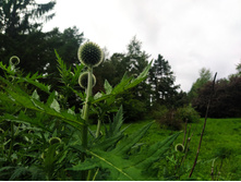 IMG 20230719 144224.jpg