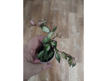 lacunosa long leaves var.
