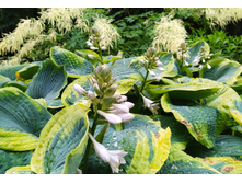 IMG 20230630 203416.jpg