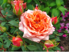 IMG 20230714 121821.jpg