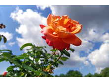 IMG 20230701 140406.jpg