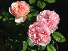 ���� ������� �����