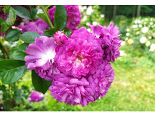 IMG 20230701 143350.jpg