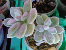 DSC08293.JPG ������ - 150