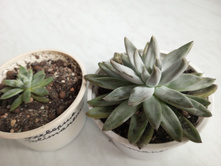 IMG 20230813 175258 685[1].jpg