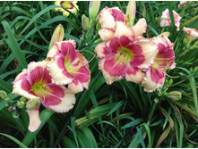 �������� ������  ��������