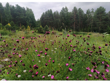 IMG 20230719 150012.jpg