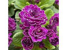 ������� Belarina Purple Diamond, �9 350 ���