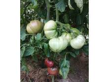 ������� ������