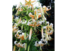 ����� ������� ���� ���� 2��.jpg