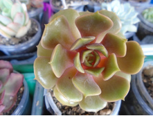 DSC08364.JPG Zestar - 100, 150