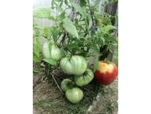 ���������� �������