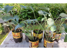 IMG 20230714 130814.jpg