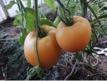 ����� ������ ����������� ������