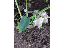 ��� ������