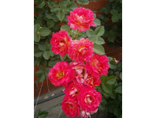 ����� �������.jpg