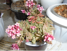 DSC08377.JPG ��������� - 100, 200, 300