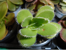 DSC08381.JPG �������� Barbatta - 100, 150