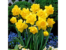 Dick Wilden (���. � ��. 5)