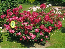 Grand-Duc Jean ����