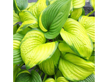 ������ ����(No4)