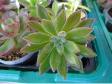 DSC08396.JPG �������� - 100