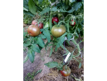 ���������� ����