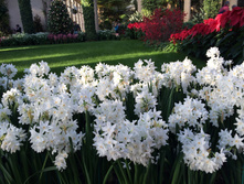 Paperwhite (���. � ��. 5)