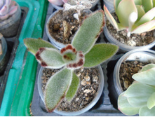 DSC08373.JPG �������� ��������� - 100