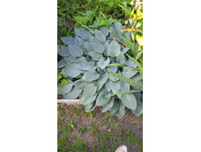 �������� ����