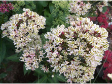 ��� �������