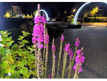 IMG 20230902 205033.jpg