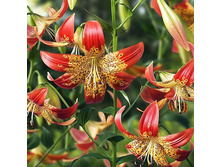 �����   50 ���