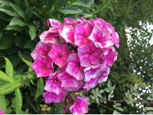 ������ ����