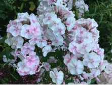 ����� ���������