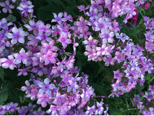 ����� ���������