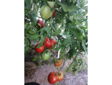 ����� ������ ������� �����