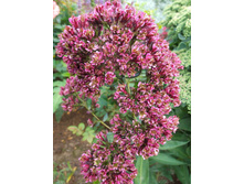 �������� �������