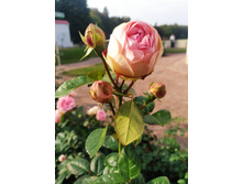 IMG 20230913 142127.jpg