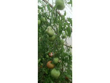 ������� ������