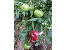 ���������� ����