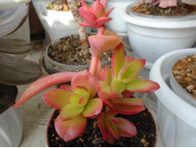 DSC08376.JPG �������� ������ - 100, 200