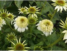 �������� ��������