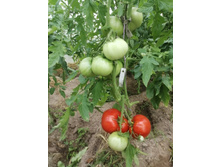 ����� � �����