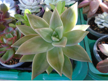 DSC08393.JPG �������� - 200