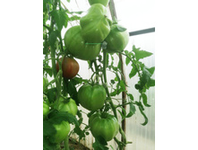 �������� �������