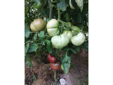 ������� �����