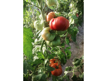 ����������