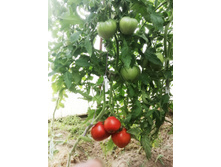 ������� ������ �� ����